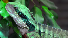 Australische Wasseragame (3).jpg